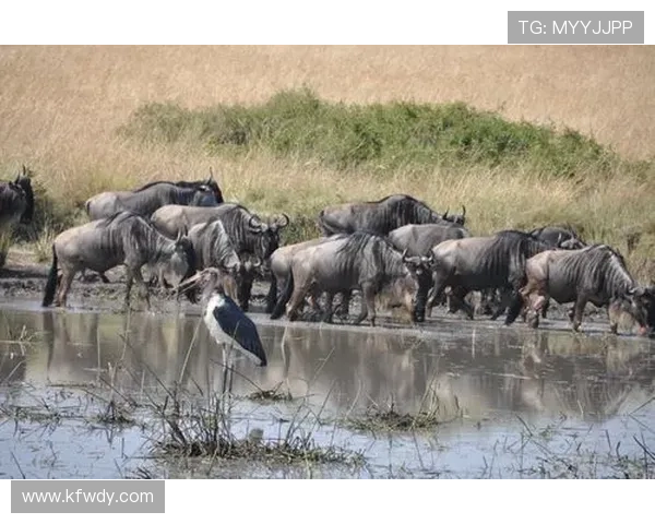 马赛俱乐部的辉煌历程与当代重生之路全面解读